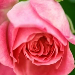 Meet your Posher, Rafaela